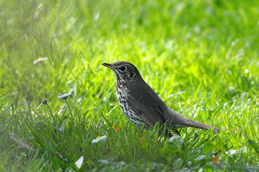 Turdus philomelos (Tordo bottaccio).jpg